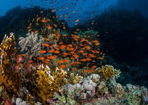 Why the Brother Islands Red Sea are Must-Visit Diving Spots